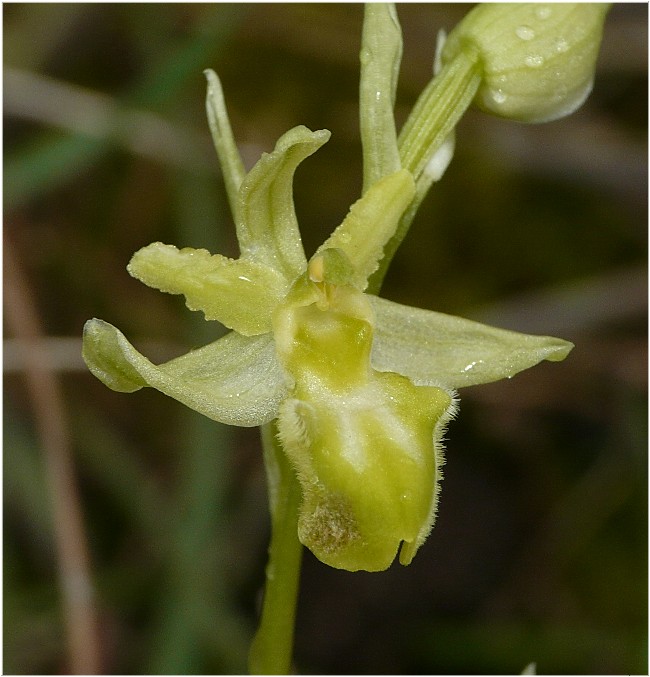 Apocromia in Ophrys sphegodes